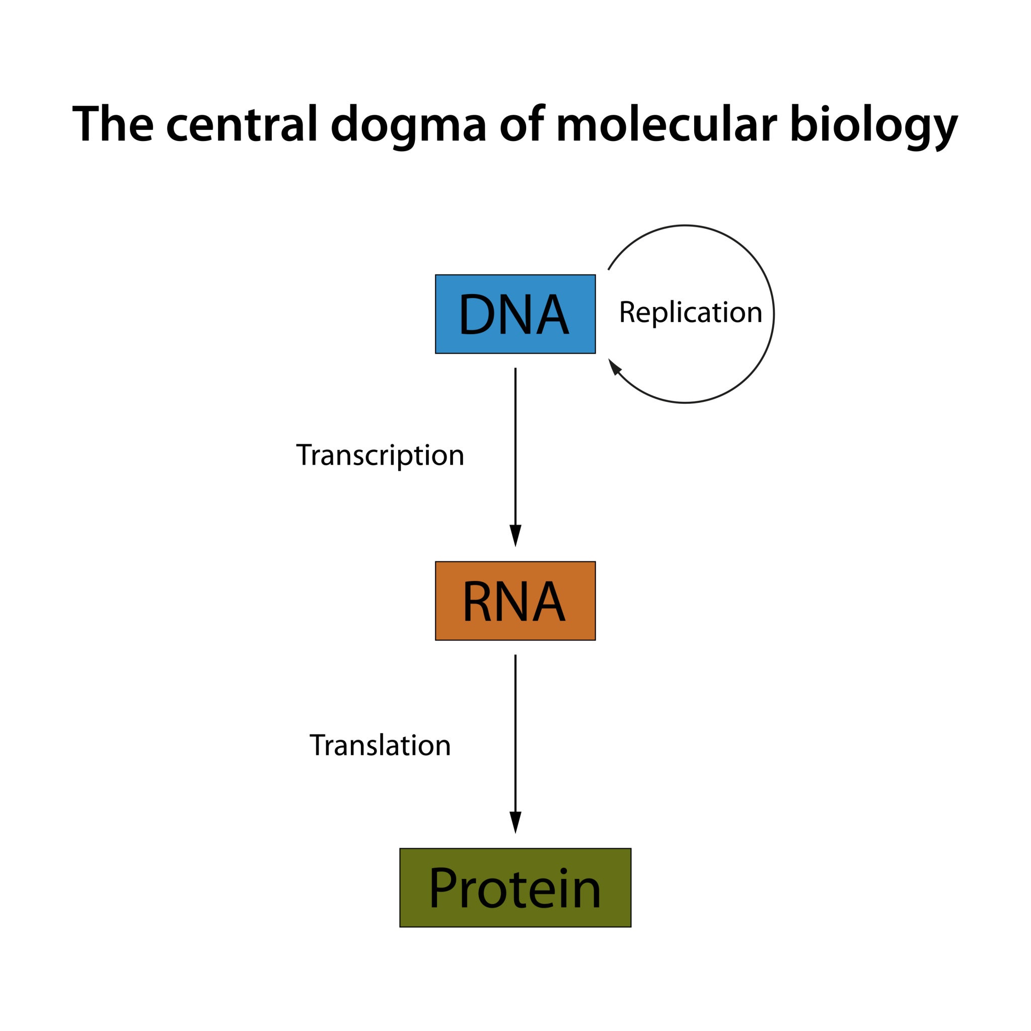 The central dogma of Biology. DNA is transcribed into RNA, which is translated into protein.